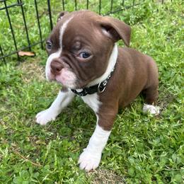 D. Red girl - Red female Boston Terrier puppy in Mc Donough, Georgia from Ballard Boston Terriers