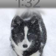 Icelandic Sheepdog All Grown Up from Tri-Star Icelandics