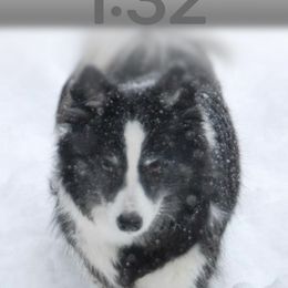 Icelandic Sheepdog All Grown Up from Tri-Star Icelandics