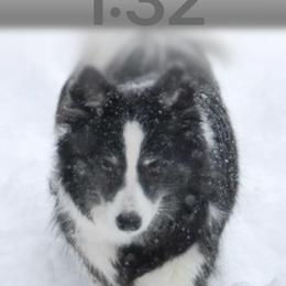 Icelandic Sheepdog All Grown Up from Tri-Star Icelandics