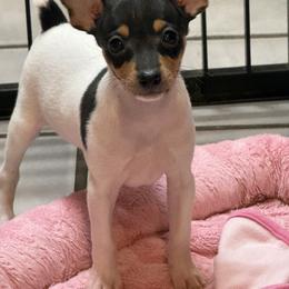 Toy Fox Terrier Puppies from Ultra Quest Show Dogs