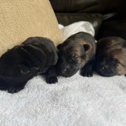 Boy 2 - Sable male German Shepherd puppy in Denver, Colorado from Morales Kennels