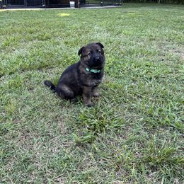 Girl 3 - Black and silver German Shepherd puppy in Dunn, North Carolina from Von Fousthaus GSDogs