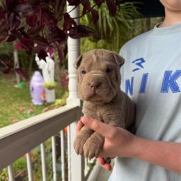 Hex - Lilac dilute male Chinese Shar-Pei puppy in Auburn, Kansas from Justin's Chinese Shar-Pei