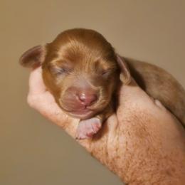 Red dapple tuxedo piebald - Red male Dachshund puppy in Trade, Tennessee from TN Miniature Dachshunds & Basset Hounds