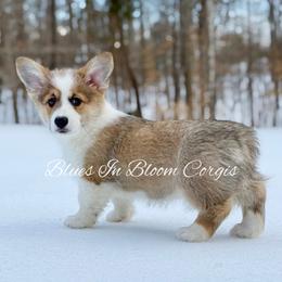 Cardigan Welsh Corgi and Pembroke Welsh Corgi Puppies from Blues In Bloom Corgis