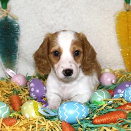 Sunny - Piebald male Dachshund puppy in Corbin, Kentucky from White River Valley Kennel