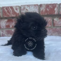 Bob - Black male Shih Tzu puppy in Tehachapi, California from Shih Tzu Crue
