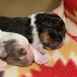 Australian Shepherd Puppies from Settlers Australian Shepherds