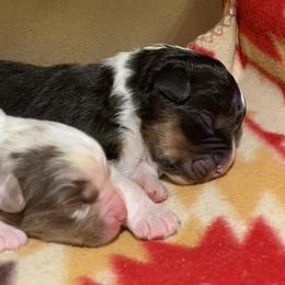 Australian Shepherd Puppies from Settlers Australian Shepherds