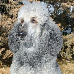 Poodles from Solo Standards