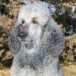 Poodles from Solo Standards