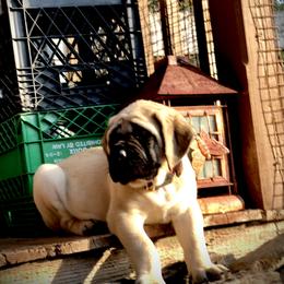 Mastiff Puppies from Majestic Mastiffs of Florida