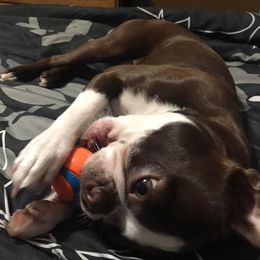 Boston Terriers from Jessica's Boston Terriers