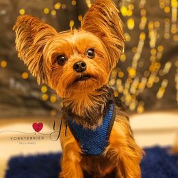 TEDDY - Yorkshire Terrier
