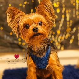 TEDDY - Yorkshire Terrier
