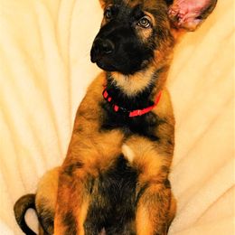 German Shepherd Puppies from Tinsley German Shepherds