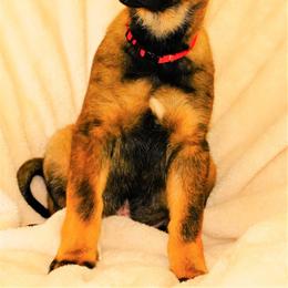 German Shepherd Puppies from Tinsley German Shepherds