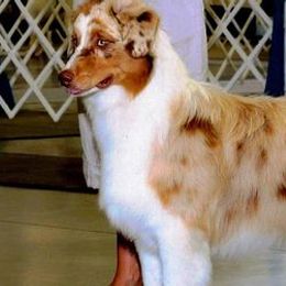 Australian Shepherds from Cuttingacres Aussies