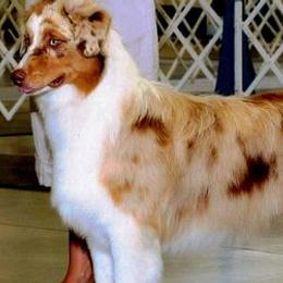 Australian Shepherds from Cuttingacres Aussies