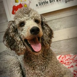 Marcy - Poodle
