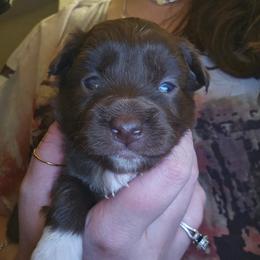 Chi Chi - Red & white female Miniature Australian Shepherd puppy in Arlington, Texas from CopperHead Aussies