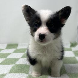 Nova - Black and tan female American Corgi puppy in Waco, Texas from The Comma Corgis