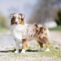 Bubbles - Miniature American Shepherd