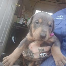 Doberman Pinscher Puppies from Mo dobermans
