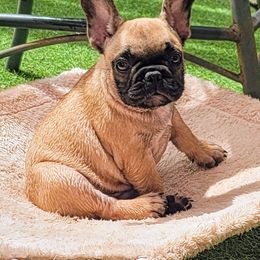 Green collar boy - Fawn male French Bulldog puppy in Polk City, Florida from Best Friend Frenchies, LLC