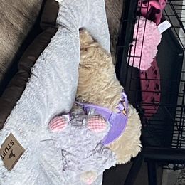 Goldendoodle Puppies from Thompson's Doodle Co.