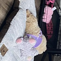 Goldendoodle Puppies from Thompson's Doodle Co.