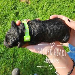 Goldendoodle Puppies from Sacred Heart Doodles