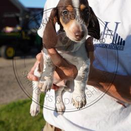 Raccoon - Piebald male Dachshund puppy in Fond Du Lac, Wisconsin from Clucking Homestead Springers & Dachshunds