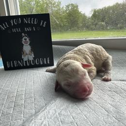 Bernedoodle Puppies from Double B Doodles