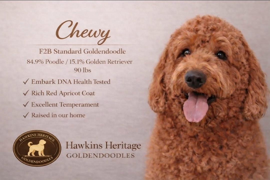 Chewy