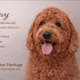 Chewy - Goldendoodle