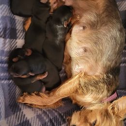 Yorkshire Terriers from Beach terriers