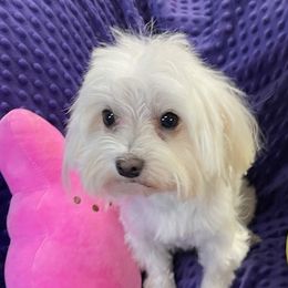 Ollie - Maltese