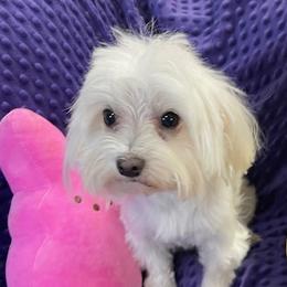 Ollie - Maltese