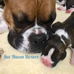 Airedale Terrier and Boxer Puppies from Roc Haven Airedales & Boxers