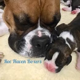 Airedale Terrier and Boxer Puppies from Roc Haven Airedales & Boxers