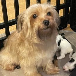 Julie - Morkie