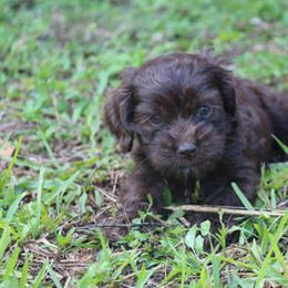 Cockapoo Puppies from JP Cockapoos LLC