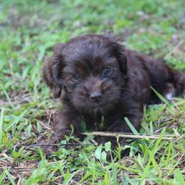 Cockapoo Puppies from JP Cockapoos LLC