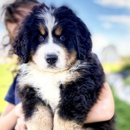 Bernese Mountain Dog Puppies from Golden Willow Puppies