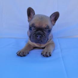 Pearl (Girl 2) - Blue fawn female French Bulldog puppy in Neosho, Missouri from Norris Frenchies