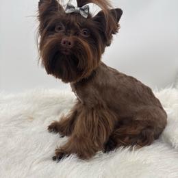 Chewy - Liver male Yorkshire Terrier puppy in Benton, Illinois from Furry Tailz Yorkies