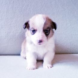 American Corgi and Pembroke Welsh Corgi Puppies from Whimsical Treasure Corgis