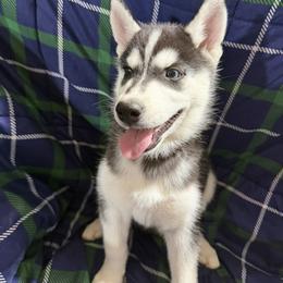 Girl 2 - female Siberian Husky puppy in Barrington, Illinois from Nikolay Veltchev